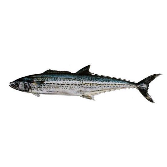北朝鮮魚的品種（關于北朝鮮魚類的全面概覽） 北朝鮮魚的品種（關于北朝鮮魚類的全面概覽） 觀賞魚百科 第6張