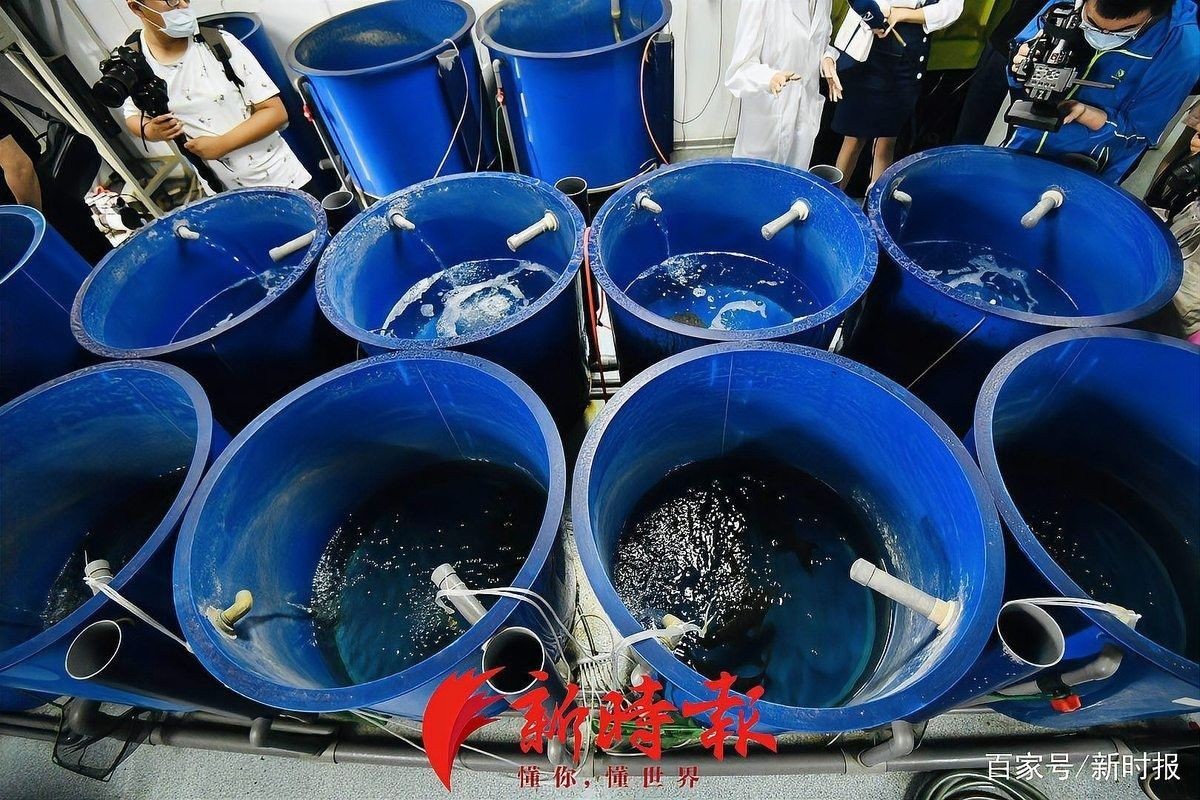 如何延長水龍魚的保鮮時間？ 如何延長水龍魚的保鮮時間？ 龍魚百科 第9張