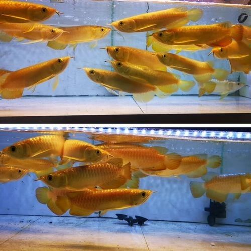 24k金龍魚多久會褪色