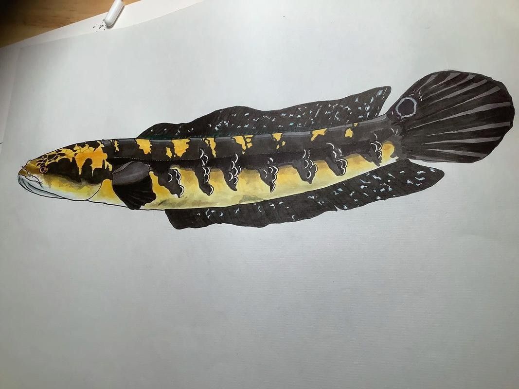 如何給黑魔神雷龍魚定水 如何給黑魔神雷龍魚定水 龍魚百科 第5張