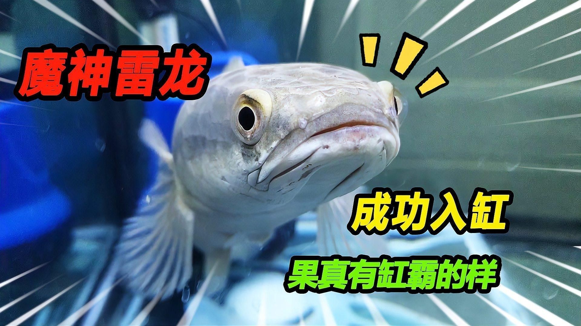 如何給黑魔神雷龍魚定水 如何給黑魔神雷龍魚定水 龍魚百科 第8張