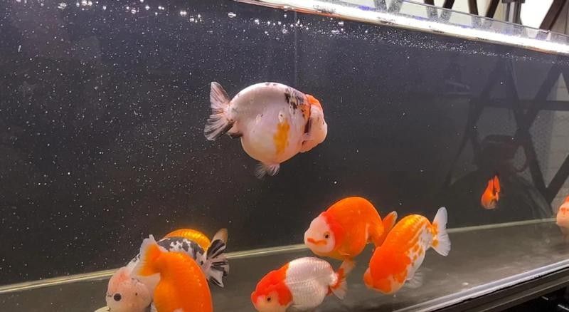 如何給黑魔神雷龍魚定水 如何給黑魔神雷龍魚定水 龍魚百科 第11張