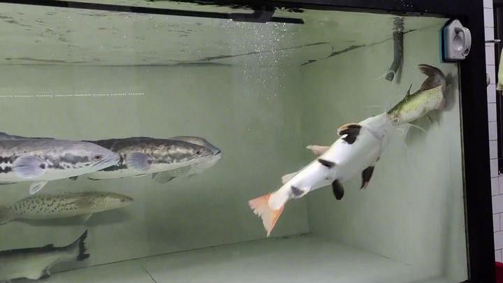 龍魚和紅老虎魚混養需要多大的魚缸