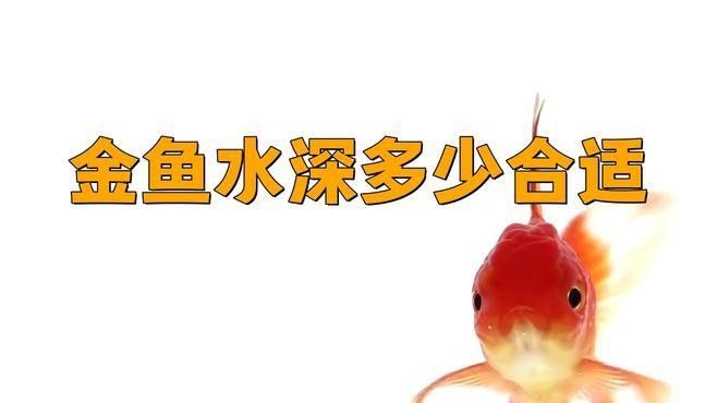 魟魚和龍魚混養需要多大的魚缸？