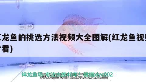 紅龍魚的挑選方法視頻大全圖解(紅龍魚視頻看看) 紅龍魚的挑選方法視頻大全圖解(紅龍魚視頻看看) 觀賞魚百科