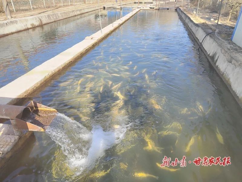 臨洮哪個(gè)水族館龍魚好？祥龍魚場(chǎng)龍魚