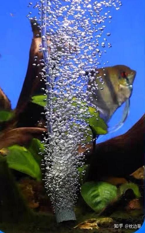 龍魚抱卵期間需要換水嗎？