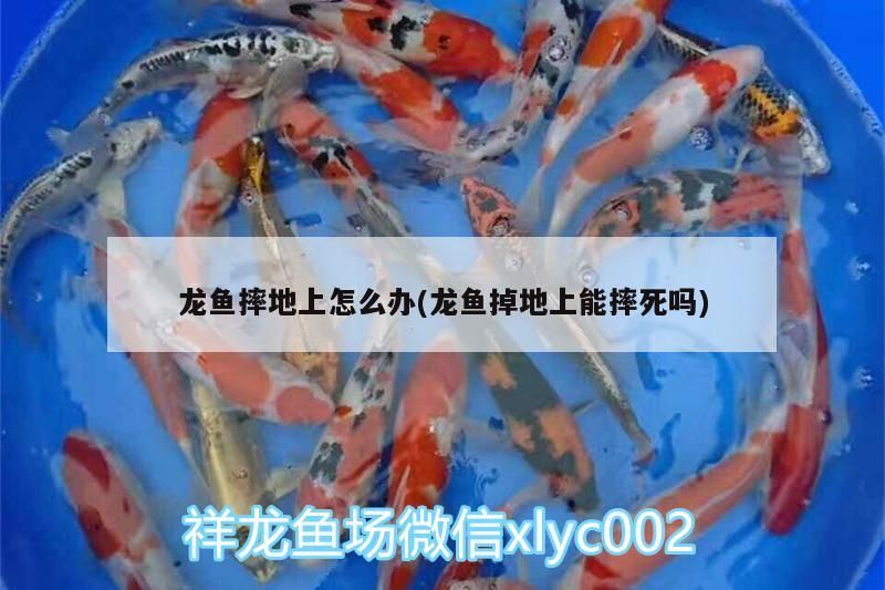 龍魚摔地上怎么辦(龍魚掉地上能摔死嗎)