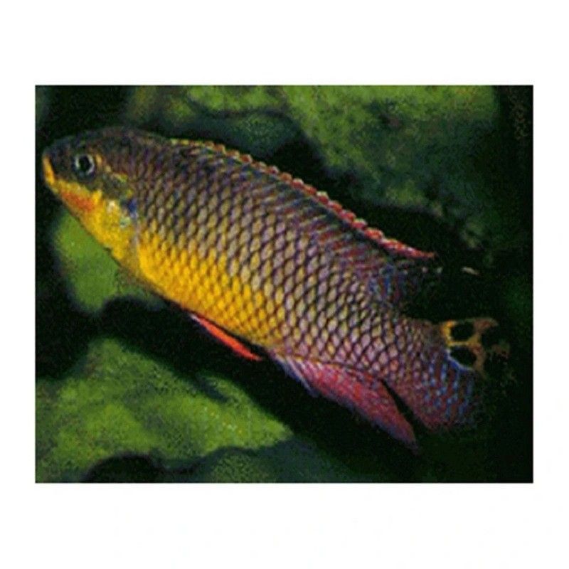 翡翠鳳凰魚能長多大 翡翠鳳凰魚能長多大 觀賞魚百科 第2張