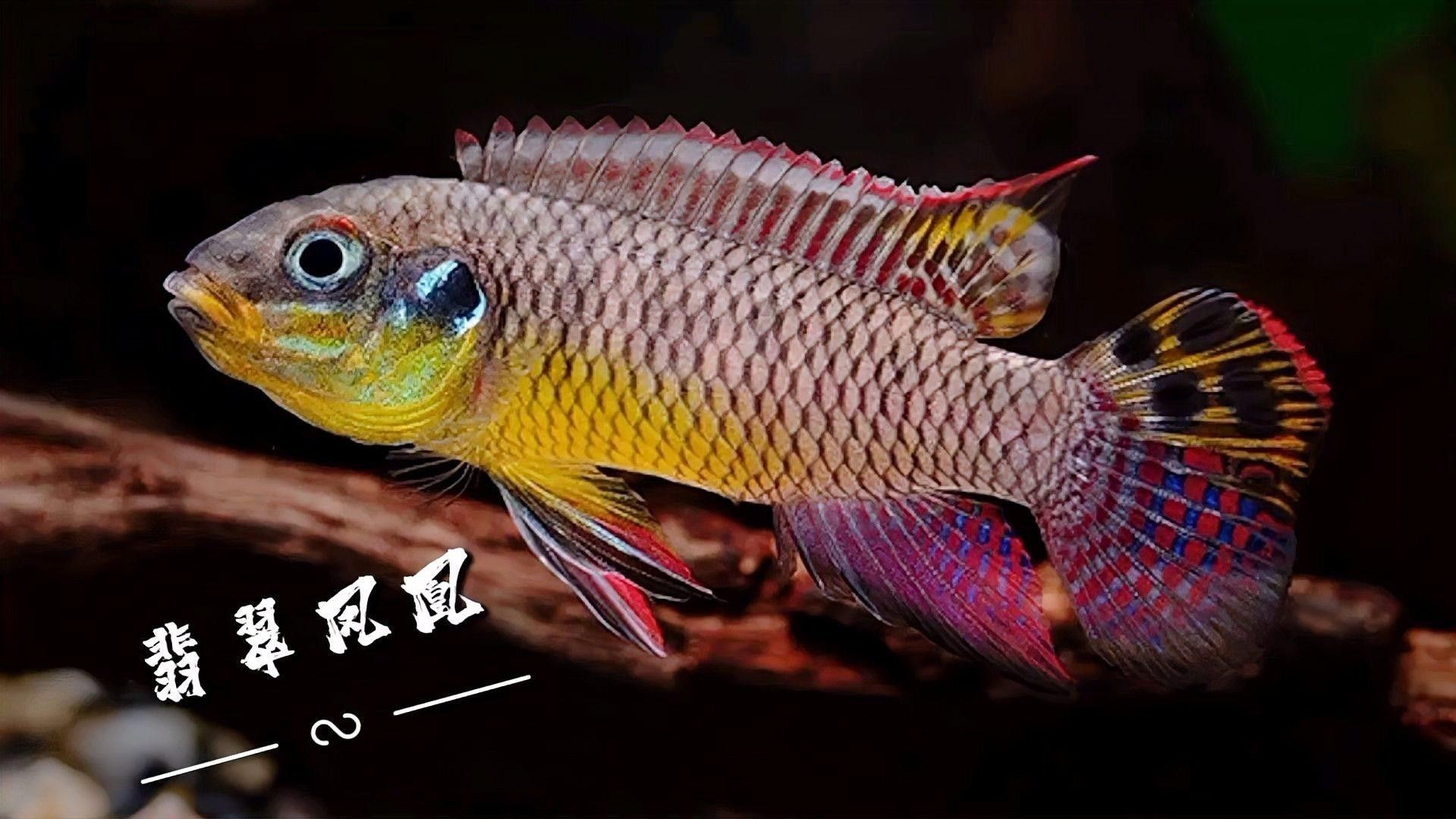 翡翠鳳凰魚能長多大 翡翠鳳凰魚能長多大 觀賞魚百科 第1張