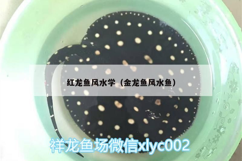 紅龍魚風水學（金龍魚風水魚）