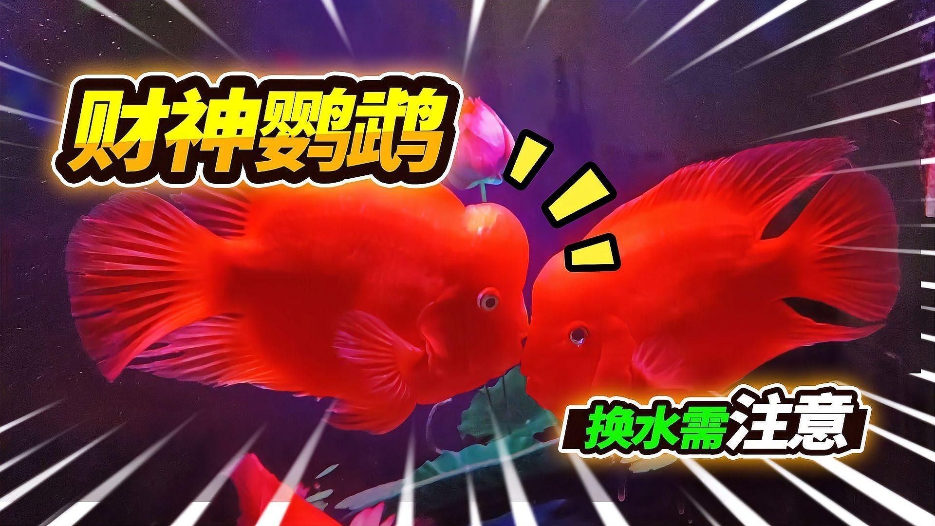 金龍魚和財神魚混養需要注意什么 金龍魚和財神魚混養需要注意什么 龍魚百科 第2張