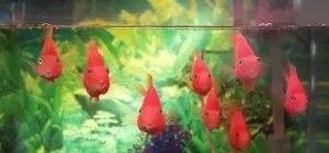 金龍魚和財神魚混養需要注意什么 金龍魚和財神魚混養需要注意什么 龍魚百科 第5張