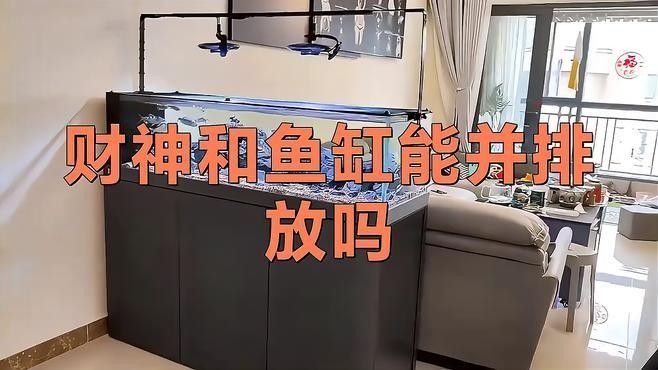 金龍魚和財神魚混養需要注意什么 金龍魚和財神魚混養需要注意什么 龍魚百科 第3張