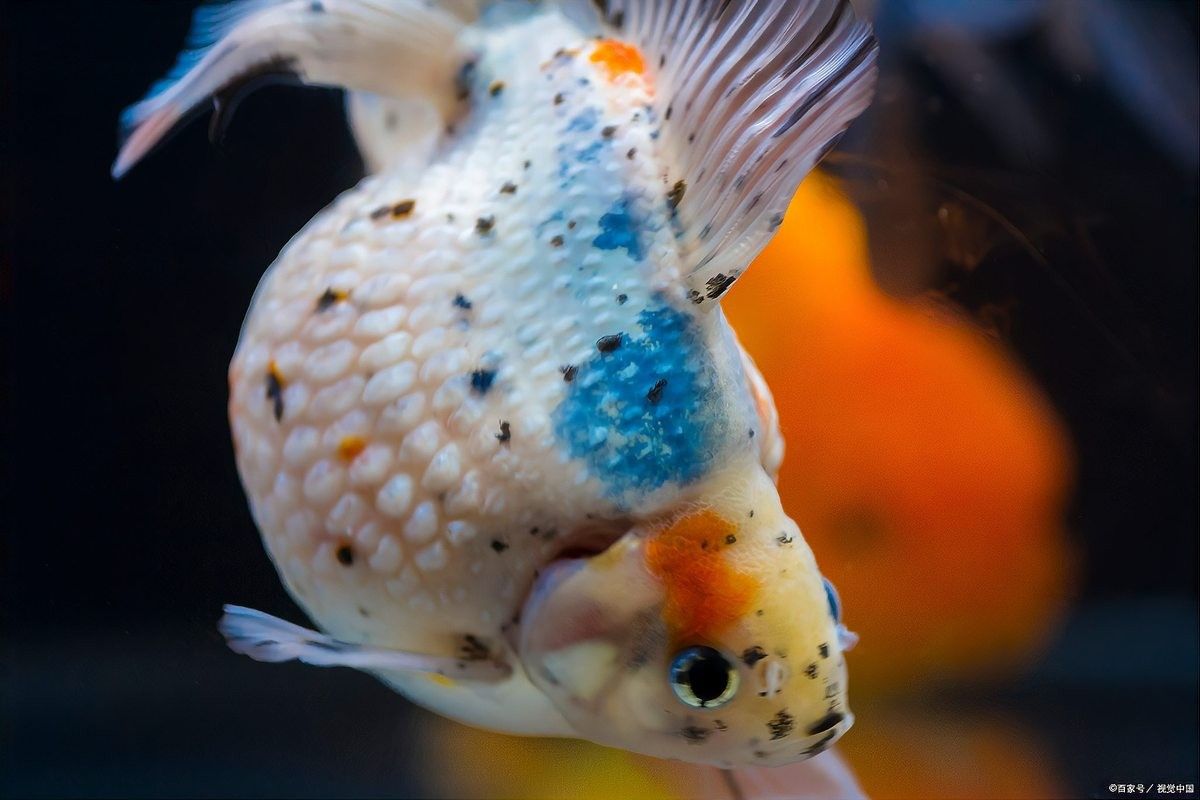 哪些魚適合與蝴蝶鯉混養(yǎng)？ 哪些魚適合與蝴蝶鯉混養(yǎng)？ 龍魚百科 第4張