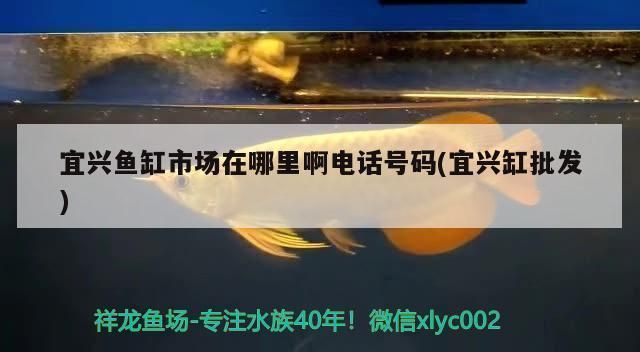 宜春龍魚專賣店：宜春哪里有觀賞魚批發(fā)市場(chǎng) 宜春龍魚專賣店：宜春哪里有觀賞魚批發(fā)市場(chǎng) 觀賞魚百科 第1張