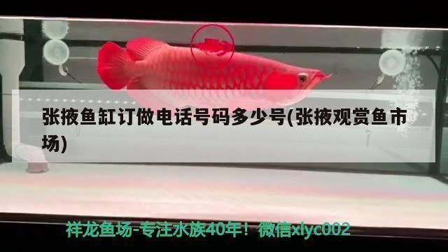 宜春龍魚專賣店：宜春哪里有觀賞魚批發(fā)市場(chǎng) 宜春龍魚專賣店：宜春哪里有觀賞魚批發(fā)市場(chǎng) 觀賞魚百科 第5張