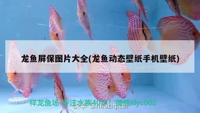 龍魚屏保圖片大全(龍魚動態壁紙手機壁紙)