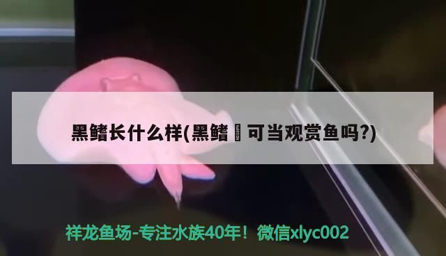 黑鰭長什么樣(黑鰭鳈可當觀賞魚嗎?)