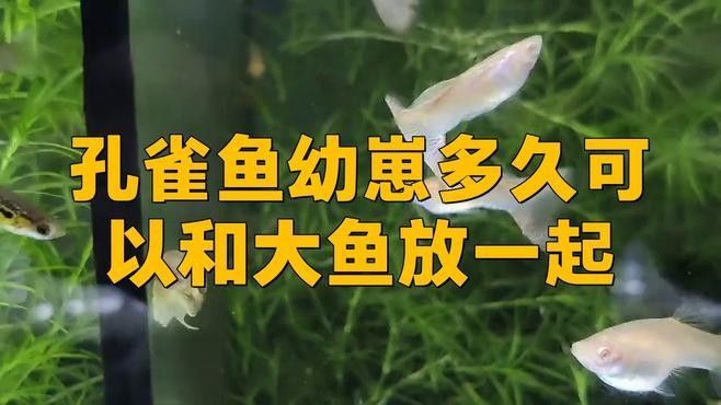 混養(yǎng)多久后風險會降低？
