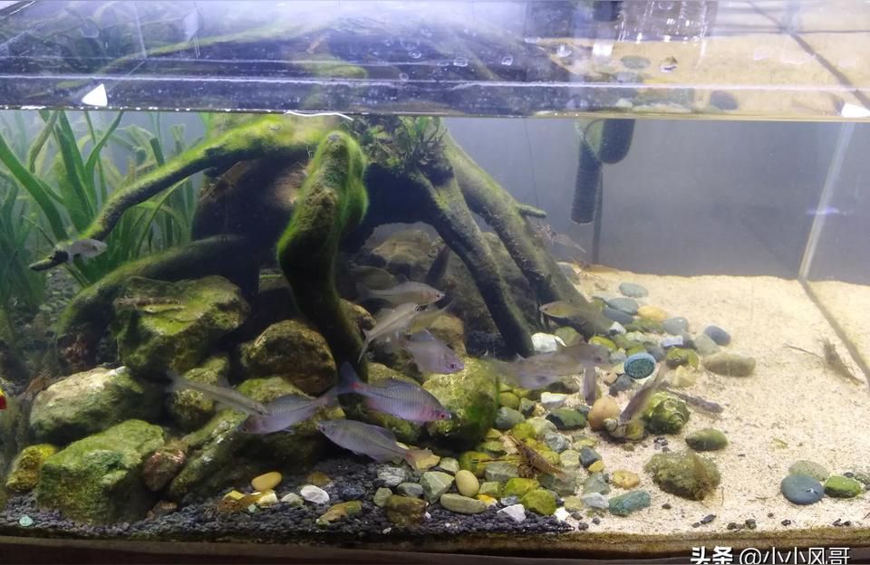 好養的冷水魚有哪些品種:裸缸十大養不死的冷水魚