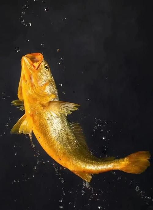 寧波龍魚市場的價格如何