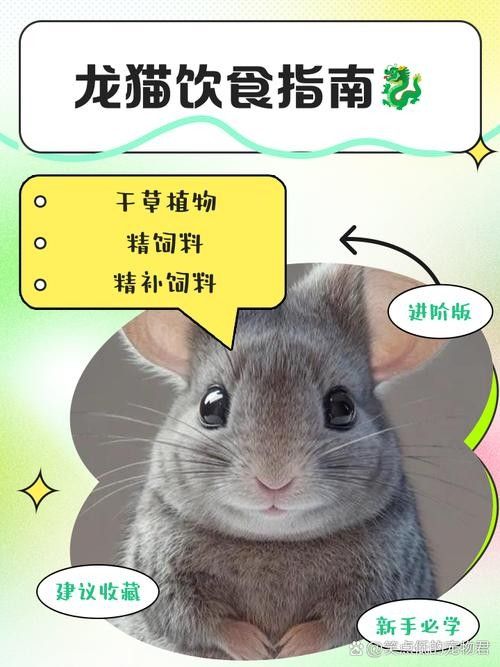 如何預防龍貓便秘 龍魚百科 第2張 如何預防龍貓便秘 如何預防龍貓便秘 龍魚百科 第2張