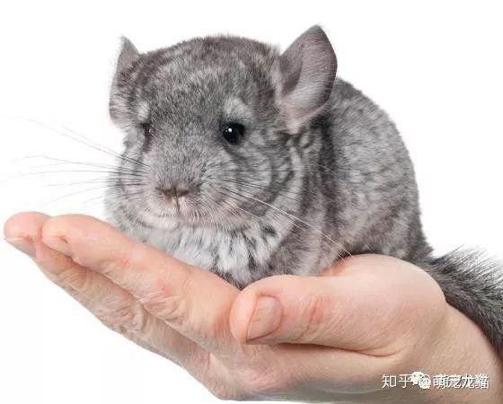 如何預防龍貓便秘 如何預防龍貓便秘 龍魚百科 第12張