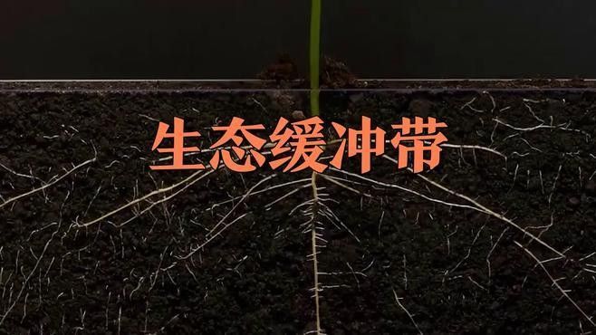 如何建立生態緩沖帶（建立生態緩沖帶的步驟和要點）