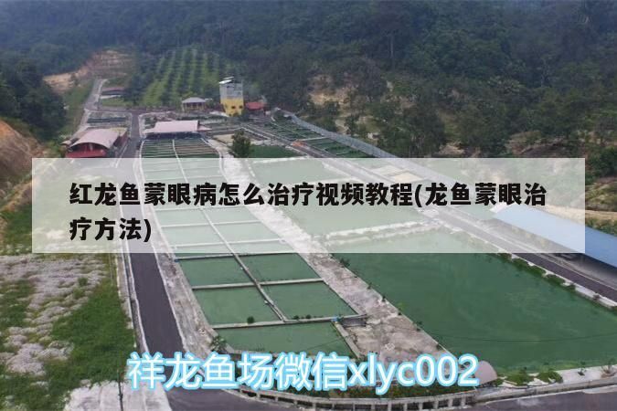 紅龍魚蒙眼病怎么治療視頻教程(龍魚蒙眼治療方法)