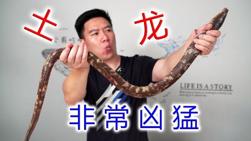 汕頭杜龍魚有哪些烹飪方法（杜龍魚的烹飪方法）