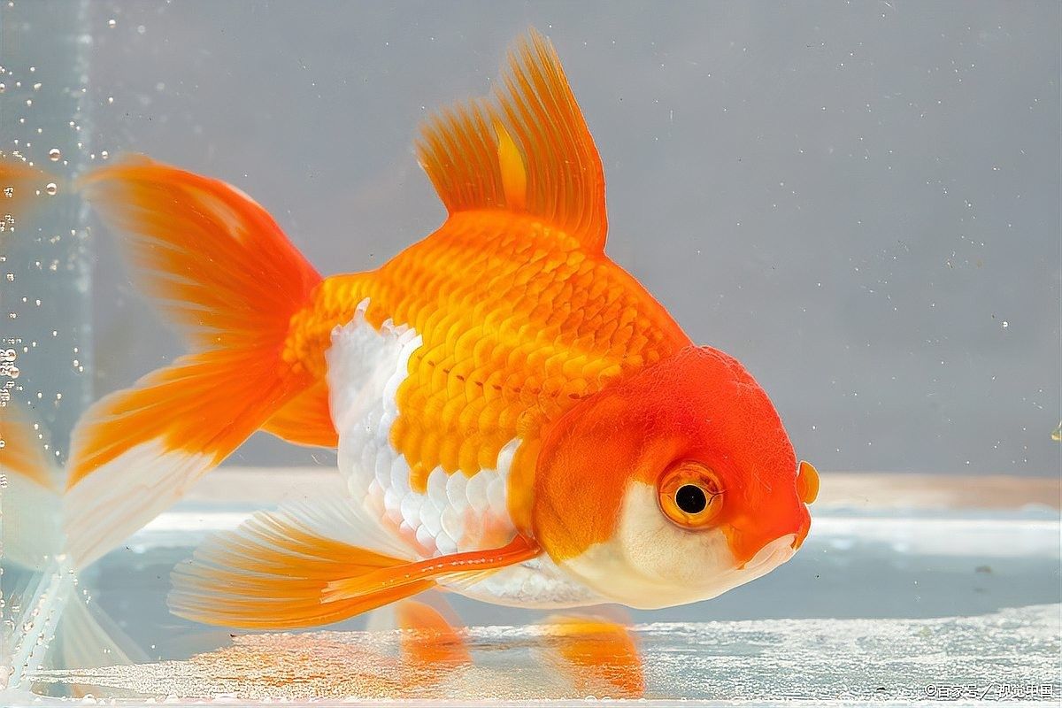 如何判斷龍魚是否饑餓 如何判斷龍魚是否饑餓 龍魚百科 第6張