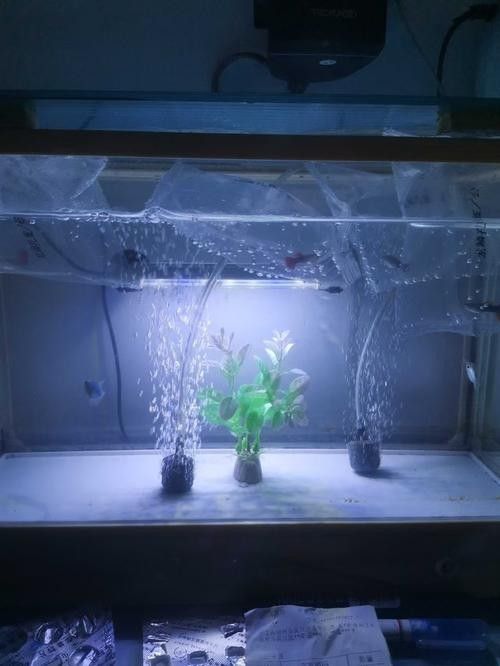 哪些品牌魚缸燈適合龍魚？