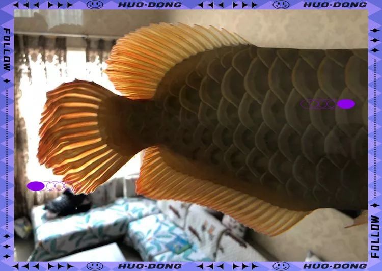 龍魚飄尾會自愈嗎？