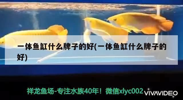 一體魚缸什么牌子的好(一體魚缸什么牌子的好) 一體魚缸什么牌子的好(一體魚缸什么牌子的好) 觀賞魚百科