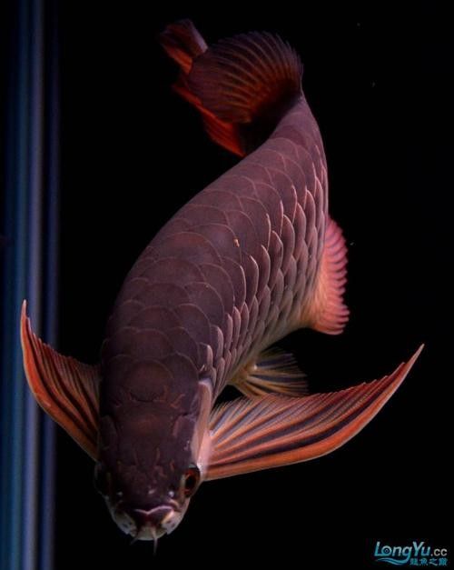 給我一些高清的龍魚照片