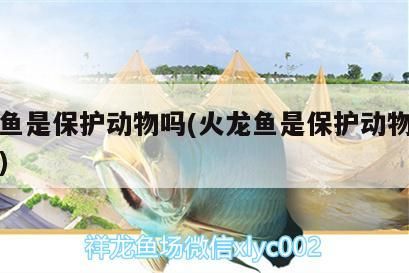 黑色金龍魚價格多少錢一條圖片大全(黑色金龍魚價格多少錢一條圖片大全視頻)