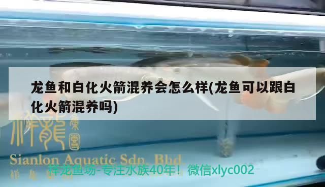 龍魚和白化火箭混養(yǎng)會怎么樣(龍魚可以跟白化火箭混養(yǎng)嗎)（龍魚可以跟白化火箭混養(yǎng)嗎）