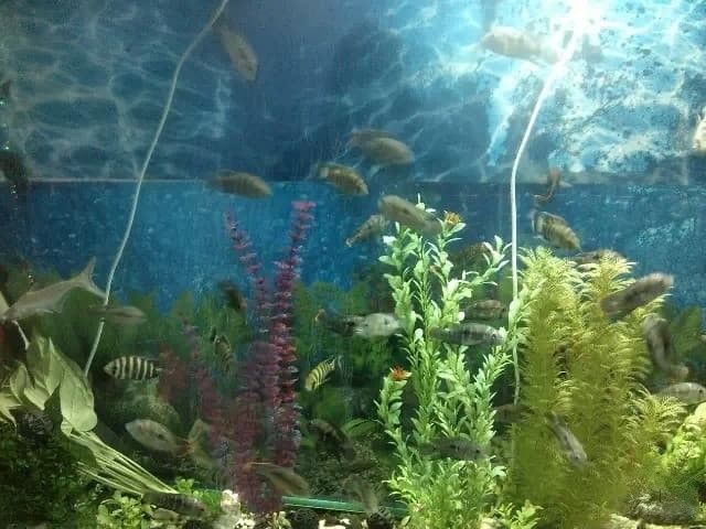陽泉哪個水族館龍魚好？祥龍魚場龍魚 陽泉哪個水族館龍魚好？祥龍魚場龍魚 龍魚百科 第9張