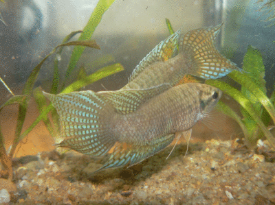 觀賞魚(yú)多少錢(qián)（觀賞魚(yú)的價(jià)格與養(yǎng)護(hù)技巧）