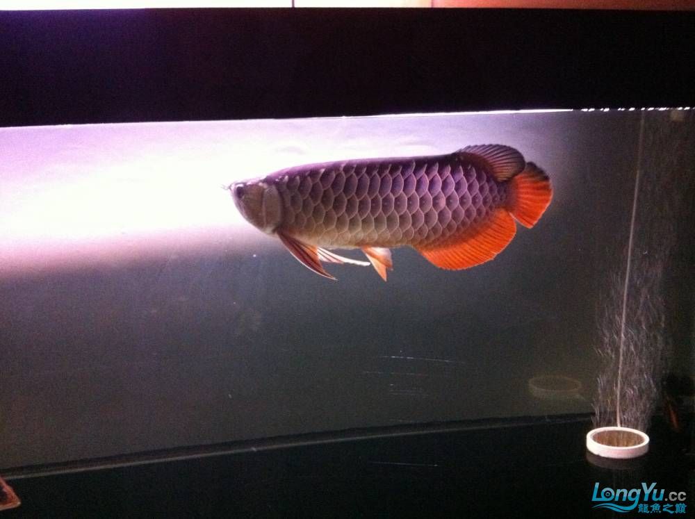 到家9個月的寶石請大家評評大慶魚友請多交流呵呵 觀賞魚百科 第1張 到家9個月的寶石請大家評評大慶魚友請多交流呵呵 到家9個月的寶石請大家評評大慶魚友請多交流呵呵 觀賞魚百科 第1張