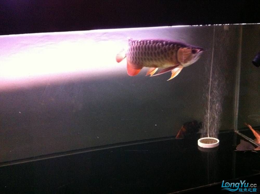到家9個月的寶石請大家評評大慶魚友請多交流呵呵 觀賞魚百科 第5張 到家9個月的寶石請大家評評大慶魚友請多交流呵呵 到家9個月的寶石請大家評評大慶魚友請多交流呵呵 觀賞魚百科 第5張