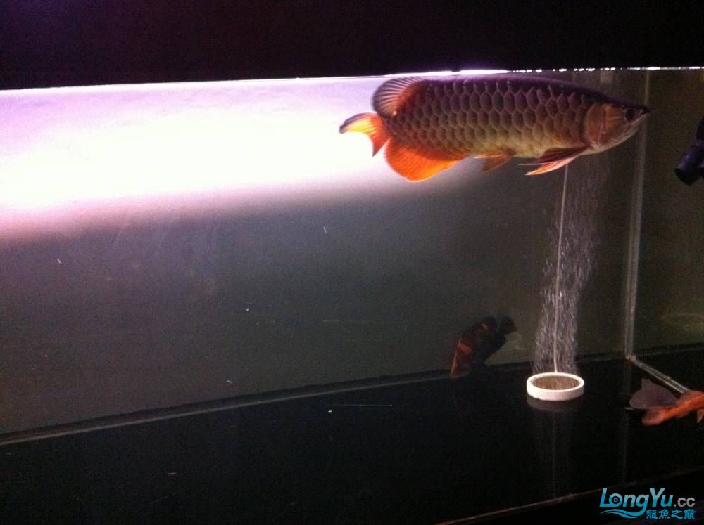 到家9個月的寶石請大家評評大慶魚友請多交流呵呵 觀賞魚百科 第6張 到家9個月的寶石請大家評評大慶魚友請多交流呵呵 到家9個月的寶石請大家評評大慶魚友請多交流呵呵 觀賞魚百科 第6張