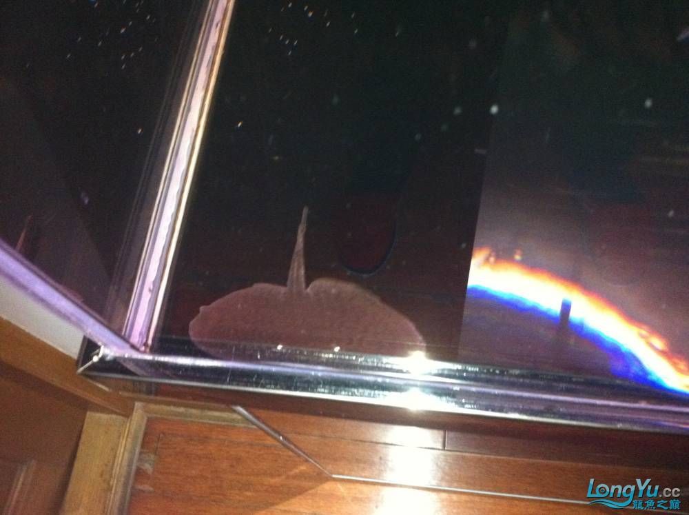 到家9個月的寶石請大家評評大慶魚友請多交流呵呵 觀賞魚百科 第8張 到家9個月的寶石請大家評評大慶魚友請多交流呵呵 到家9個月的寶石請大家評評大慶魚友請多交流呵呵 觀賞魚百科 第8張