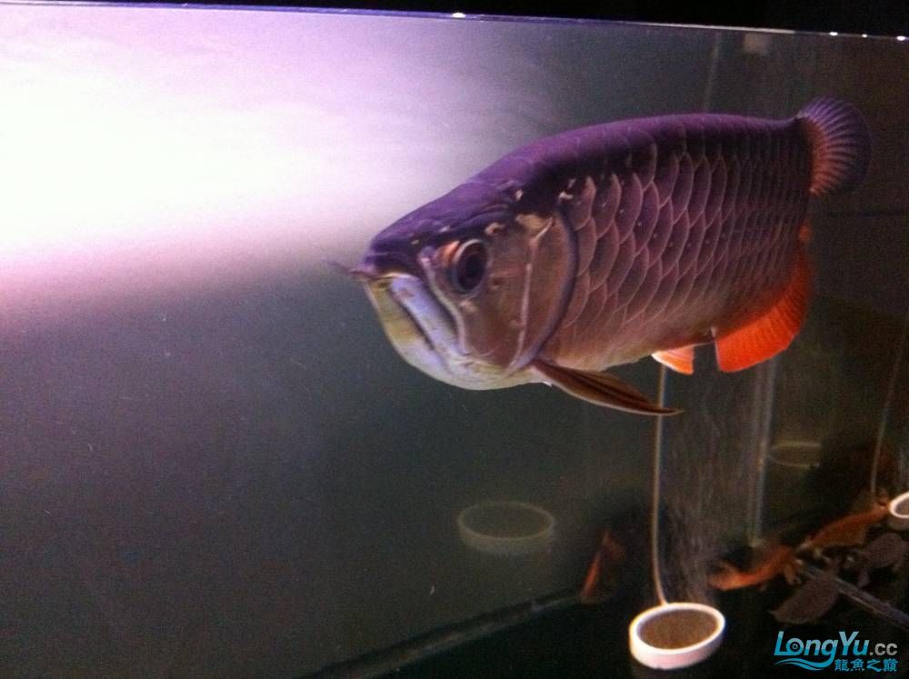 到家9個月的寶石請大家評評大慶魚友請多交流呵呵 觀賞魚百科 第10張 到家9個月的寶石請大家評評大慶魚友請多交流呵呵 到家9個月的寶石請大家評評大慶魚友請多交流呵呵 觀賞魚百科 第10張