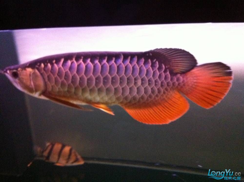 到家9個月的寶石請大家評評大慶魚友請多交流呵呵 觀賞魚百科 第11張 到家9個月的寶石請大家評評大慶魚友請多交流呵呵 到家9個月的寶石請大家評評大慶魚友請多交流呵呵 觀賞魚百科 第11張