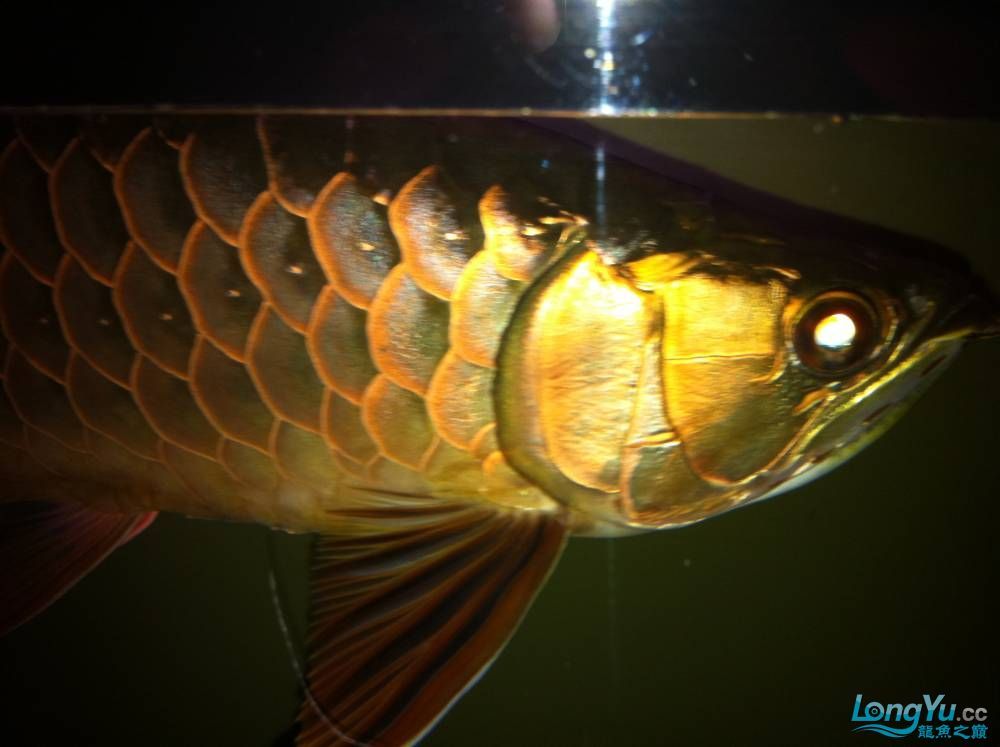 到家9個月的寶石請大家評評大慶魚友請多交流呵呵 觀賞魚百科 第12張 到家9個月的寶石請大家評評大慶魚友請多交流呵呵 到家9個月的寶石請大家評評大慶魚友請多交流呵呵 觀賞魚百科 第12張