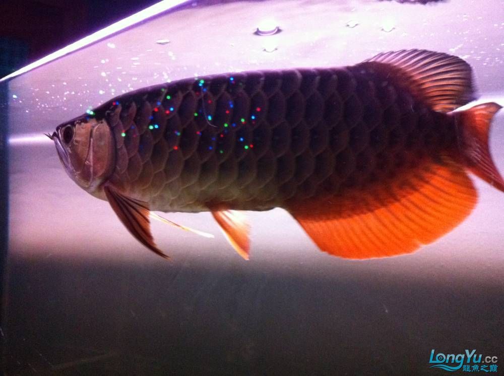 到家9個月的寶石請大家評評大慶魚友請多交流呵呵 觀賞魚百科 第13張 到家9個月的寶石請大家評評大慶魚友請多交流呵呵 到家9個月的寶石請大家評評大慶魚友請多交流呵呵 觀賞魚百科 第13張