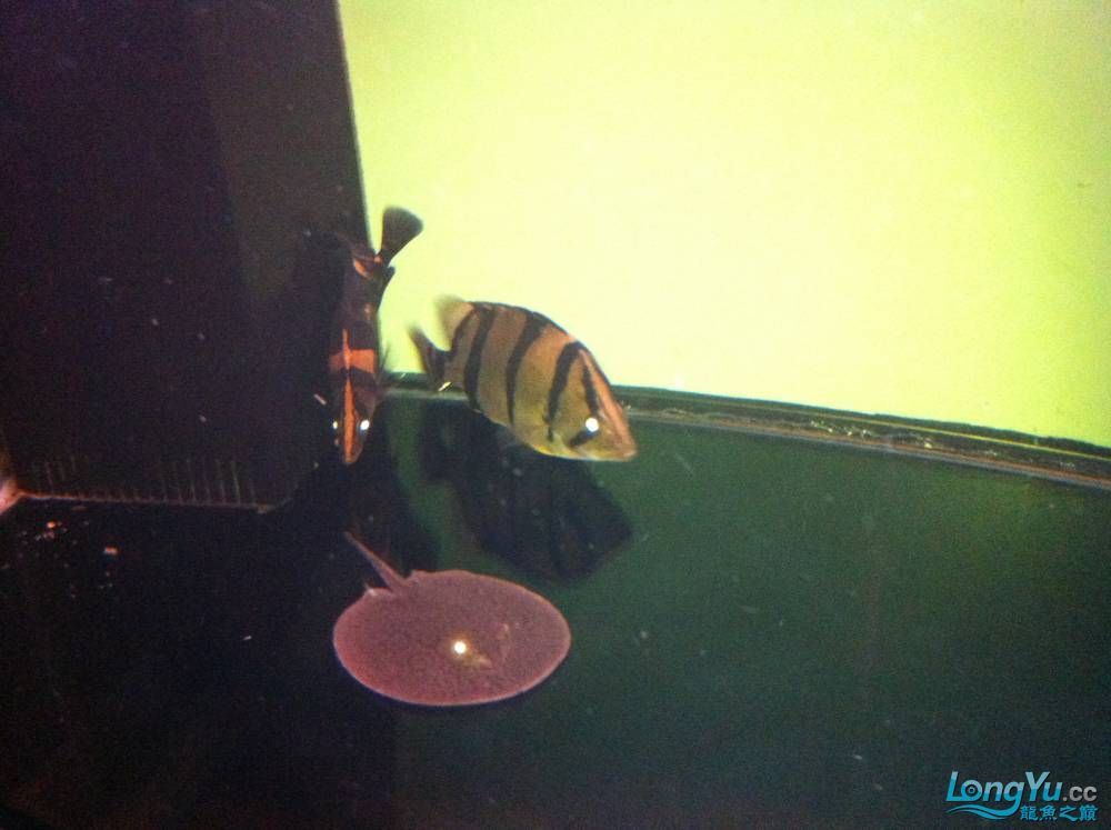 到家9個月的寶石請大家評評大慶魚友請多交流呵呵 觀賞魚百科 第14張 到家9個月的寶石請大家評評大慶魚友請多交流呵呵 到家9個月的寶石請大家評評大慶魚友請多交流呵呵 觀賞魚百科 第14張