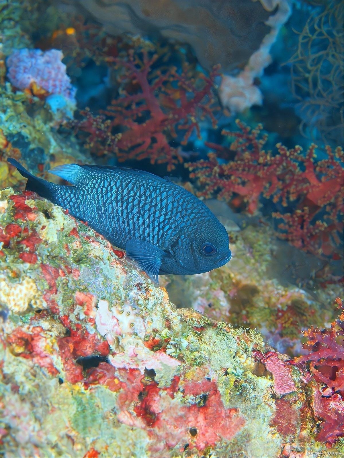 六角恐龍魚可以繁殖嗎（六角恐龍魚是否能繁殖）